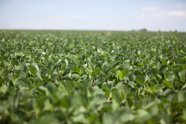 Sollte der Deal wirklich über die Bühne gehen, dürfte der chinesische Markt für Pflanzenschutzmittel und Saatgut für die anderen Big Player wie beispielsweise Bayer, BASF und Monsanto künftig ein hartes Pflaster werden. Momentan hängt der Deal am Einverständnis zahlreicher Regulierungsbehörden auf der ganzen Welt. Der Ausgang ist momentan noch offen, die Chancen werden aber sowohl von Syngenta als auch von Branchenkennern als eher positiv gesehen, da Chem China ein deutlich kleineres Agrarchemiegeschäft als beispielsweise Monsanto aufweist. Das US-Unternehmen versuchte im vergangenen Jahr vergeblich die Schweizer aufzukaufen, scheiterten aber letztendlich am Widerstand von Syngenta CEO Michel Demaré. (Bild: Syngenta)