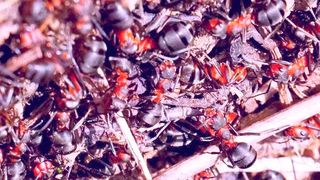 Anpassungsfähig, robust und skalierbar wie ein Ameisenhaufen sollen neue Algorithmen sein, die an der Alpen-Adria-Universität Klagenfurt entwickelt wurden. Nach Aussage der Forscher sorgen sie für sparsamere Workflows in Fabriken. (Bild: Brosowetski)