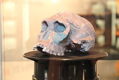 ... und hier das fühlbare Ergebnis in der Vitrine. Das geht auch ohne „Haut“ wie dieser prähistorische Schädel beweist. (Bild: Sonnenberg)