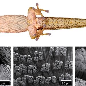 Bereits mit bloßem Auge lassen sich die Haftlamellen (siehe Pfeil) an der Unterseite der Pfoten des Schwarzstreifen-Taggecko (phelsuma nigristriata) erkennen. Im Elektronenmikroskop offenbart sich, dass diese Lamellen aus feinen Härchen (Setae) bestehen, die immer bündelweise angeordnet sind.