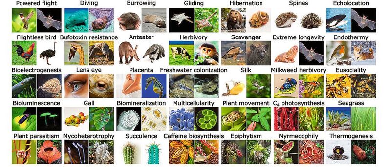 Beispiele für phänotypische Innovationen im gesamten eukaryotischen Lebensbaum, auf die ein neu entwickelter Ansatz zum Aufspüren konvergenter Evolution angewendet werden kann.