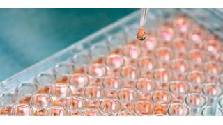 A Kaust team of marine scientists and bioscientists has developed a cell-culturing technique that could lead to more accurate, interpretable and reproducible experiments in biomedical research. (Source: Kaust/ Anastasia Serin)