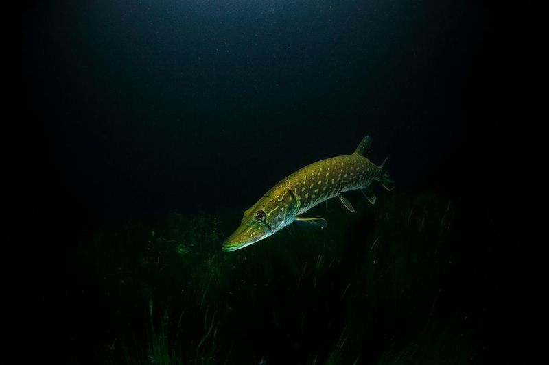 Pike (Esox lucius), a fish that may contain high levels of mercury in lakes in certain Swedish areas. (CC0 Pixabay)