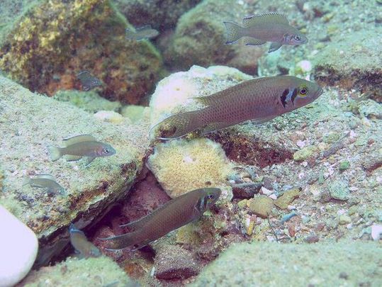 A group of cooperatively breeding cichlids of the species Neolamprologus pulcher in Lake Tanganyika, with the dominant breeding pair (largest fish) and brood care helpers of different ages (smaller fish). A group of cooperatively breeding cichlids of the species Neolamprologus pulcher in Lake Tanganyika, with the dominant breeding pair (largest fish) and brood care helpers of different ages (smaller fish).