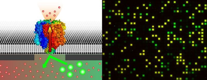 Um den Transport potenzieller pharmazeutischer Wirkstoffe durch Membranproteine in Echtzeit beobachten zu können, werden die Testsubstanzen mit fluorenszierenden Markern versehen. Ihr Weg lässt sich durch Akkumulation in beziehungsweise Freisetzung aus den Mikrokompartimenten auf dem Chip verfolgen. Jede Nanopore ist dabei individuell mit einem dieser Mikrokompartimente verbunden.  (Bild: Institut für Biochemie/Uni Frankfurt)