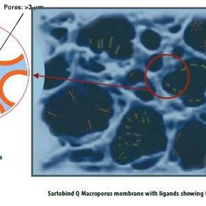 Sartobind Q Macroporus membrane with ligands showing the binding of trace impurities