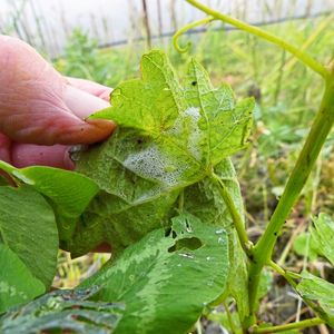 Die Larven der Wiesenschaumzikade entwickeln sich in Schaumnestern, die Feuchtigkeit und Temperatur regeln und vor Fressfeinden schützen.(Bild:  Michael Maixner/JKI)