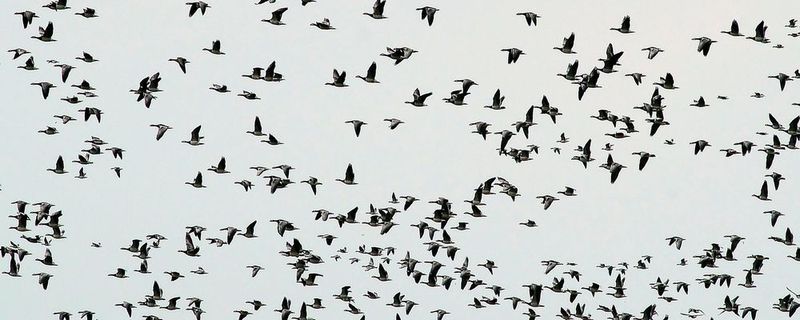 Vogelschwärme sind nicht selten der Grund für Unfälle an Flughäfen gewesen.(Bild:   / CC0)