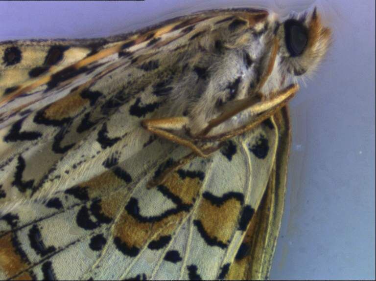 Aufnahme eines Schmetterlings (digitale Bildverarbeitung mit dem Multifokus-Modul der Leica Application Suite) (Archiv: Vogel Business Media)