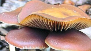 Pharmazeuten der Uni Jena erforschen Zauberpilze wie den Psilocybe cyanescens, auch Blauender Kahlkopf genannt. Dieser produziert den bewusstseinserweiternden Wirkstoff Psilocybin. (Dirk Hoffmeister/FSU)