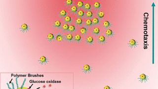 Forscher haben kollektives chemotaktisches Verhalten an künstlichen Gold-Nanokugeln nachgeahmt. (Wiley-VCH)