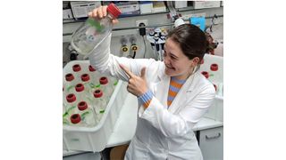 Nevena Maslać im Labor mit Batch-Kulturen von Methanothermococcus thermolithotrophicus, die es ermöglichen, verschiedene Wachstumsbedingungen ganz ohne Sauerstoff genau zu testen.  (Bild: © Max-Planck-Institut für Marine Mikrobiologie)