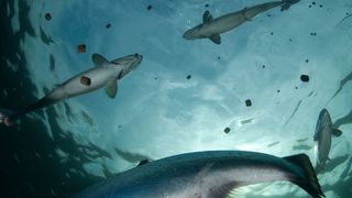 Nachhaltigkeit in der Aquakultur: Wissenschaftler von Evonik wollen Lachse, Garnelen und Co. langfristig zu Vegetariern machen. Dazu setzen sie auf den Ersatz von aus Wildfang erzeugtem Fischmehl und Fischöl im Futter. Im Bild: eine Lachszucht in Norwegen. (Evonik)