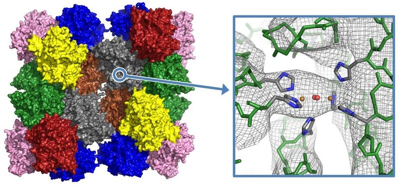 Hämocyanin des Kaiserskorpions (Modell des 24-meren Proteinkomplexes und Elektronendichte am aktiven Zentrum, an dem der Sauerstoff gebunden wird) (Bild: Jaenicke et. al.)