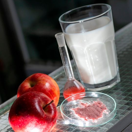 Das rosa Pulver ist gemahlener Apfeltrester. Daraus werden die phenolischen Verbindungen extrahiert. Im Reagenzglas befindet sich der Extrakt mit den phenolischen Verbindungen. Diese sollen die Protein-Epitope der Kuhmilch „maskieren“.(Bild:  Christian Kielmann)