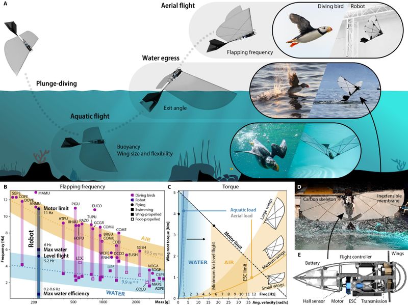 Experimente zeigten, dass Flügelgröße (etwa 80 cm) und Flexibilität entscheidend sind: Die Flügel müssen flexibel genug sein, um den Widerstand im Wasser zu minimieren, aber gleichzeitig stabil genug, um den Roboter in der Luft zu tragen. (Bild: EPFL)