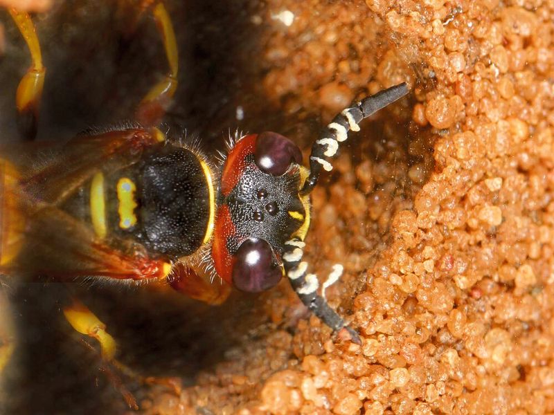 Wechselseitiger Schutz: In der weißen Substanz, die Bienenwolf-Weibchen der Gattung Philanthus über ihre Antennen in die Bruthöhle abgeben, befinden sich symbiotische Bakterien, die Antibiotika produzieren. 