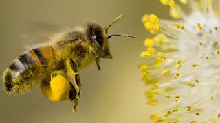 Biene im Anflug auf Blütenpollen (Bild: windomallergy.com)