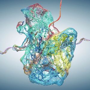 Das Ribosom - Fabrik für Proteine  Wohl eine der wichtigsten biomolekularen Maschinen ist das Ribosom, denn es ist hauptverantwortlich für die Proteinbiosynthese in jeder lebenden Zelle. Das Ribosom ist eine komplexe Struktur bestehend aus zwei Hauptuntereinheiten, die aus ribosomalen RNAs (rRNAs) und einer Vielzahl von Proteinen zusammengesetzt sind. Die Funktion des Ribosoms besteht darin, Boten-RNA (mRNA) zu lesen und mithilfe von Transfer-RNAs (tRNAs) Aminosäuren zu Polypeptiden zusammenzufügen. Somit dekodiert das Ribosom die genetische Information in RNA.  Lesetipp: Ein Protein schützt vor „Auffahrunfällen“ im Körper  Mehr Informationen finden Sie: hier (Bild: ©  Christoph Burgstedt - stock.adobe.com)