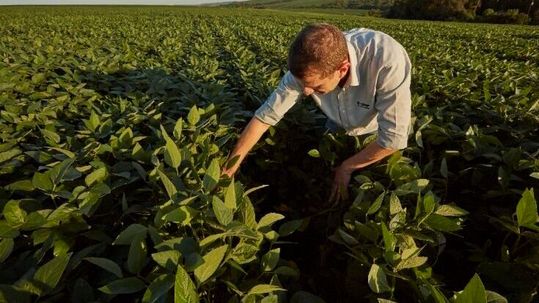 BASF Agricultural Solutions hat eine Vereinbarung mit der Private-Equity-Gesellschaft Paine Schwartz Partners sowie weiteren Anteilseignern getroffen, um deren Portfoliounternehmen Agbitech zu übernehmen. (Bild:  BASF)