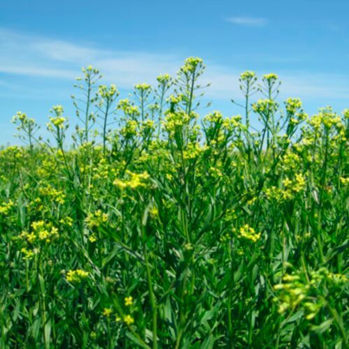 Bayer and BP have recently announced that they have entered a long-term strategic alliance to jointly scale the crop camelina, under the brand name newgold.(Source:  Bayer)