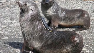 “Biologging” refers to attaching sensors, cameras or other small devices to wild animals to study the environmental conditions the animals encounter.  (Source: © Iwata Takashi (CC BY))