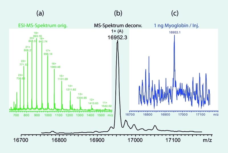 Abb. 2 FIA-ESI-MS-Analyse von Myoglobin. (a) Natives MS-Spektrum mit Mehrfachladungen, (b) dekonvuliertes Spektrum. (c) Verdeutlichung der Nachweisgrenze durch Messung von 1 ng Protein. (Archiv: Vogel Business Media)