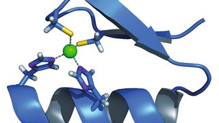 Struktur eines so genannten Zinkfingerproteins – Proteine sind aus Aminosäuren aufgebaute Makromoleküle und Grundbaustein aller tierischen und pflanzlichen Zellen.  (Bild: de.academic.ru)