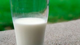 In Bakterien, die natürlicherweise in Kuhmilch vorkommen können, haben Forschende der Universität Bern ein Antibiotikaresistenz-Gen entdeckt.  (gemeinfrei)