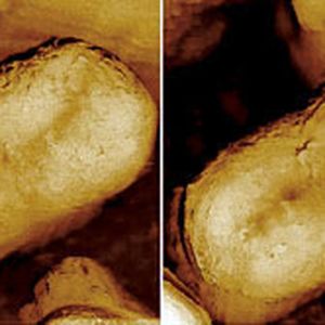 Abb.2: Abbildung der Zellteilung einer Cyanobakterienzelle (Synechococcus), aufgenommen mit einem Rasterkraftmikroskop. 