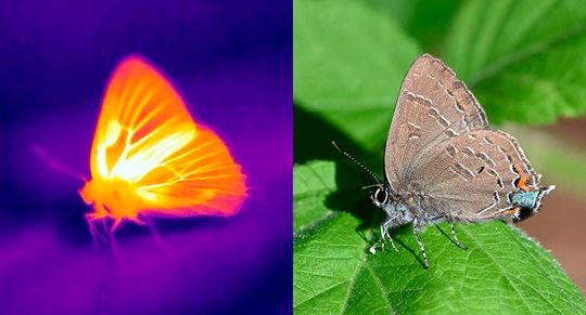 Bild 3: Mit der Wärmebildtechnik lässt sich also herausfinden, wie Schmetterlinge eine Überhitzung verhindern. Die Membran zwischen den Flügeladern ist tatsächlich wärmer als der Rest des Flügels, sieht aber kühler aus, weil sie halbtransparent ist und sich vor einem kühlen Hintergrund befindet.(Bild:  Nanfang Yu und Cheng-Chia Tsai)
