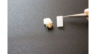 Nach dem Vorbild des weißen Käfers Cyphochilus insulanus  erzeugt ein nanostrukturierter Polymerfilm eine strahlend weiße Beschichtung. (Bild: Julia Syurik, KIT)