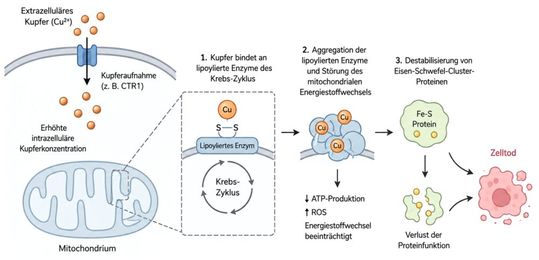 Rys. 2: Mechanizm cuproptosisu(Zdjęcie: Grupa robocza Karges, Uniwersytet Ruhr w Bochum)