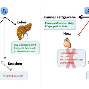 (Grafik: Dr.Timo Müller; Quelle: HMGU)
