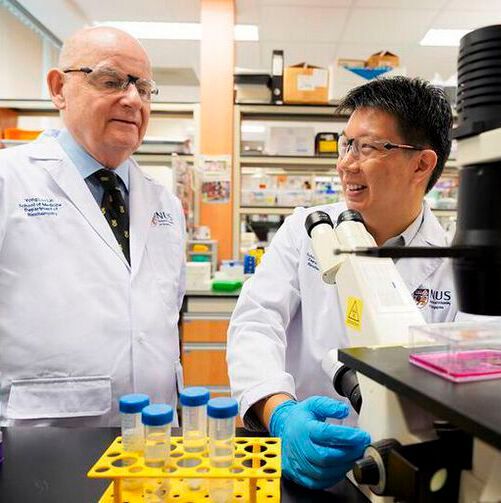 Building upon the results of their earlier studies, Prof Barry Halliwell (left) and Dr Irwin Cheah (right) are collaborating with researchers from the National University Health System to conduct a clinical trial to gather further evidence of ergothioneine’s potential in preventing or delaying cognitive impairment and dementia. Building upon the results of their earlier studies, Prof Barry Halliwell (left) and Dr Irwin Cheah (right) are collaborating with researchers from the National University Health System to conduct a clinical trial to gather further evidence of ergothioneine’s potential in preventing or delaying cognitive impairment and dementia.
