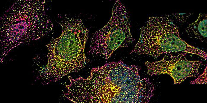 Endosomen und RNA-Therapie RNA-basierte Therapeutika haben sich als vielversprechender Ansatz in der modernen Medizin etabliert. Eine aktuelle Studie unter Beteiligung von Forschern der Universität Basel zeigt, dass das Verlangsamen des intrazellulären Transports dieser Medikamente ihre Wirksamkeit erheblich steigern kann.  Diese vielversprechenden Therapeutika werden derzeit zur Behandlung seltener genetischer Krankheiten eingesetzt. Ein zentraler Ansatz sind Antisense-Oligonukleotide (ASOs), die gezielt den Zellstoffwechsel stören, um die Produktion krankheitsverursachender Proteine zu verhindern. Obwohl RNA-basierte Therapien bereits bei Erkrankungen wie amyotropher Lateralsklerose und Duchenne-Muskeldystrophie eingesetzt werden, scheitern viele ASOs daran, ihr Ziel innerhalb der Zelle zu erreichen.  Die Forscher nutzten CRISPR/Cas9-Technologie, um Faktoren zu identifizieren, die die Aktivität der ASOs beeinflussen.  Endosomen, als zelluläre Sortierstationen, sind dabei ein entscheidender Ort, an dem die Verweilzeit der ASOs darüber entscheidet, ob sie schließlich wirksam werden können. Je länger ASOs in Endosomen bleiben, desto höher ist die Wahrscheinlichkeit, dass sie entkommen und wirksam werden. Das Ausschalten des Gens AP1M1 kann ihre Verweilzeit verlängern und ihre therapeutische Wirkung erhöhen. Diese Erkenntnisse könnten nicht nur RNA-Therapien, sondern auch Strategien gegen Infektionen verbessern.  Das Bild zeigt Endosomen (grün) in menschlichen Zellen.  Hier gehts zur Originalmeldung Wissenschaftsbild des Tages vom 23.9.2025  (Bild: Biozentrum, University of Basel)