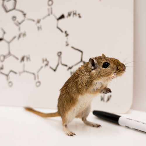 The research was conducted with Mongolian gerbils, rodents that form lasting pair bonds and raise their pups together. The work showed the nuanced effects of testosterone, depending on context. It also revealed how testosterone influences the neural activity of oxytocin cells, the so-called love hormone associated with social bonding. The research was conducted with Mongolian gerbils, rodents that form lasting pair bonds and raise their pups together. The work showed the nuanced effects of testosterone, depending on context. It also revealed how testosterone influences the neural activity of oxytocin cells, the so-called love hormone associated with social bonding.