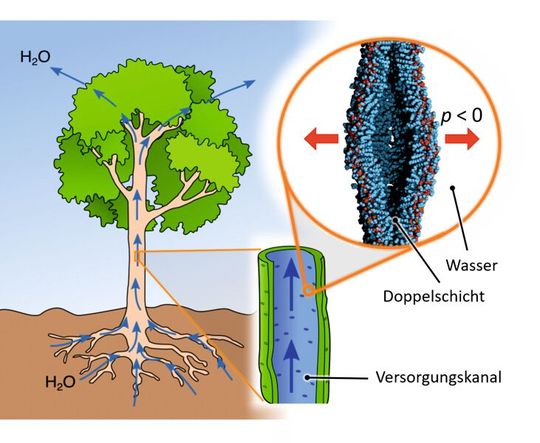 Querschnitt eines anwachsenden Hohlraums im Zentrum einer Lipid-Doppelschicht in einem pflanzlichen Versorgungskanal. Die Entstehung solcher Hohlräume verhindert, dass im Pflanzensaft Unterdrücke aufrechterhalten werden können, die stärker sind als etwa -100 bar.(Bild:  Matej Kanduč, Jožef-Stefan Institute, Ljubljana)
