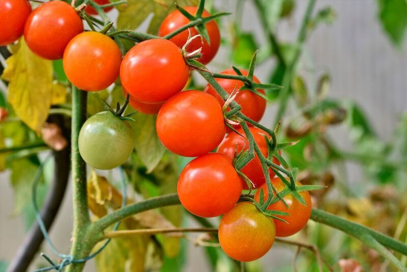 Tomato plants that are colonized by a root fungus have a large increase in yield under saline conditions. (CC0)