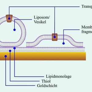 Abb. 2 Aufbau eines Sensors mit festkörperunterstützter Hybridmembran aus thiolisierter Goldschicht und aufgebrachter Lipidmonolage. Darauf lassen sich Liposomen, Vesikel oder Membranfragmente immobilisieren, in deren Membranen die zu untersuchenden Transportproteine vorliegen.