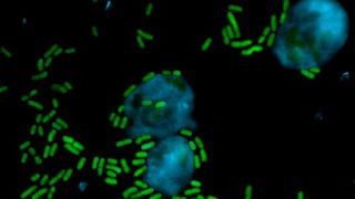 Pseudomonas bacteria are toxic to amoebae. (Source: Harikumar Suma/Leibniz-HKI)