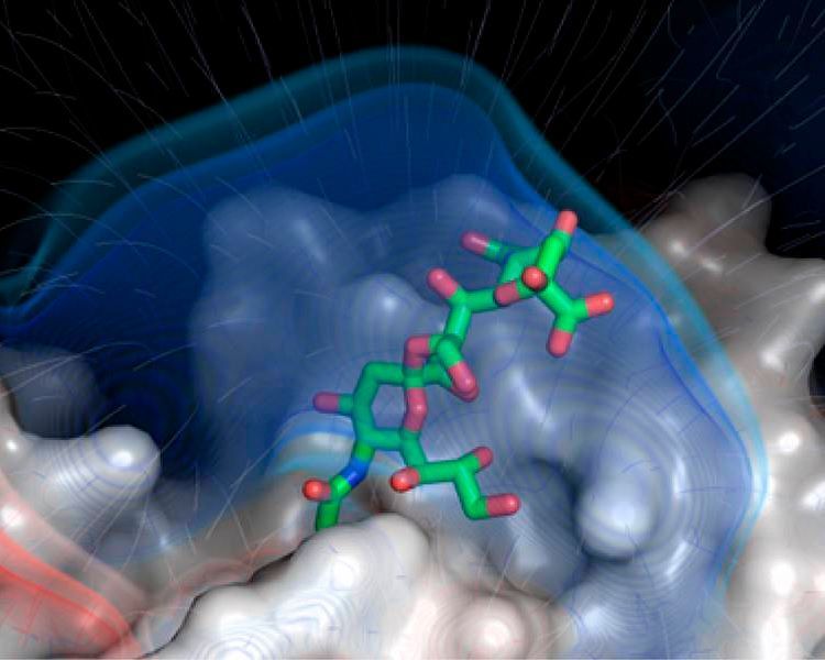 Modell des Knopfes des kurzen Faserproteins des Adenovirus 52 (weiß) mit der Anheftung an Polysialinsäure (grün-rot); die feinen Striche deuten die elektrischen Feldlinien an. (Manuel Liaci)