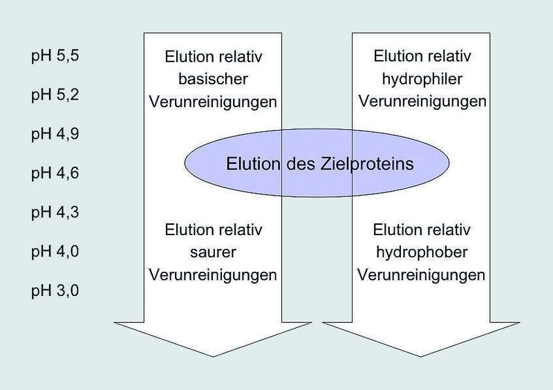 Abb. 2: HyperCel Mixed-Mode Sorbentien machen es möglich, das Retentionsverhalten über den pH-Wert der mobilen Phase zu steuern.  (Bild: Pall)
