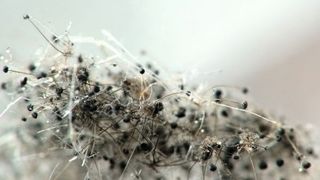 Abb. 1: In der Nahaufnahme ist dieser Schimmelpilz auf einem Brot fast hübsch anzusehen – doch von den von ihm produzierten Mykotoxinen geht eine nicht zu unterschätzende Gesundheitsgefahr aus. (© Evgeniy Mitroshkin - Fotolia)