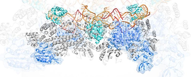 Beispiel für eine komplexe Proteinstruktur, die mit dem M3 Framework berechnet wurde: das Box C/D-Enzym zur RNA-Methylierung.  (© HZI/Karaca et. al. 2017)