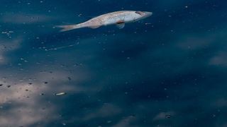 Jahrelang leitete Dupont PFOA in Gewässer ein, mit gravierenden Auswirkungen auf Natur, Tiere und Menschen. (Symbolbild) (CC0)