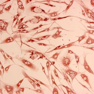 Mit cytopathogenem BVDV infizierte Fibroblasten-Zellkultur (Virus angefärbt mit 3-Amino-9-Ethylcarbazol [AEC]).