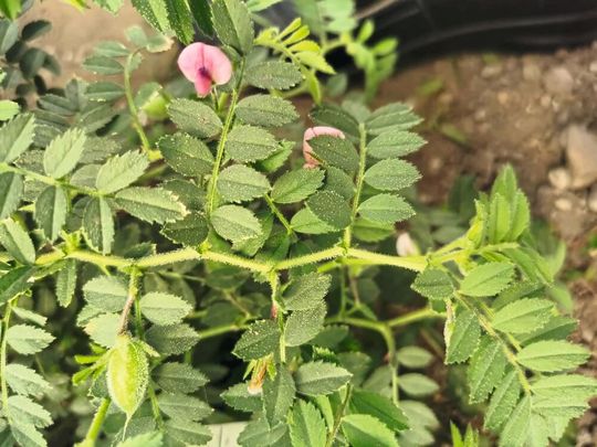 Kichererbsenpflanzen auf den Feldern der Stadt Wien.(Bild:  Arindam Ghatak)