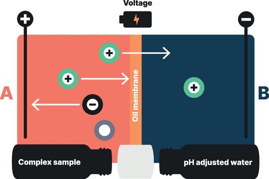 Funktionsschema der Elektro-Membran-Extraktion (Details weiter unten im Text)(Bild:  Dichrom)
