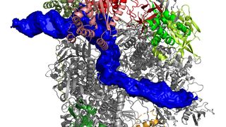 Struktur der Pockenvirus-Polymerase im frühen Stadium der Transkription. Die gebundene DNA ist in blau dargestellt. (Bild: Clemens Grimm)